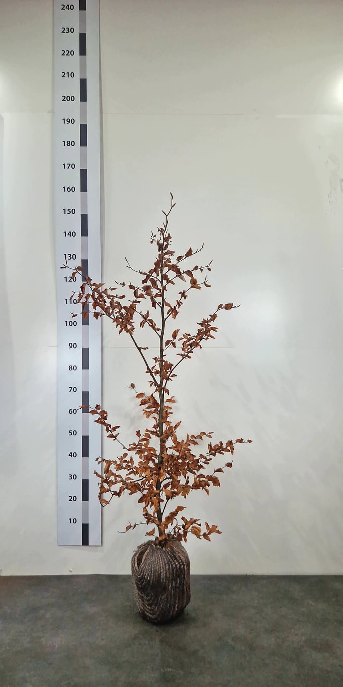 Fagus sylvatica - 125-150 CM RB